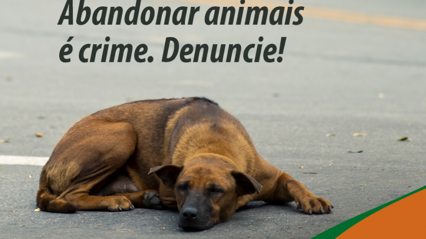 ABANDONAR ANIMAIS 04 04 24 2